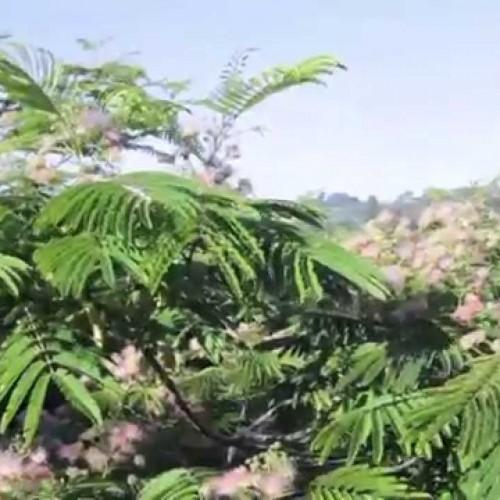 Home – Project Idealistic